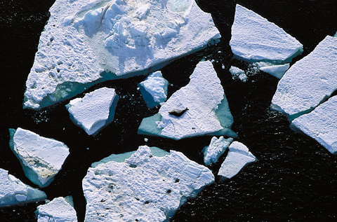 Một con hải cẩu nằm trên băng tại Nam Cực.