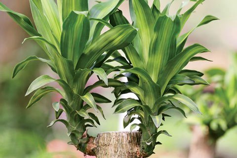 Cây cối cũng có ngôn ngữ riêng để giao tiếp với nhau.