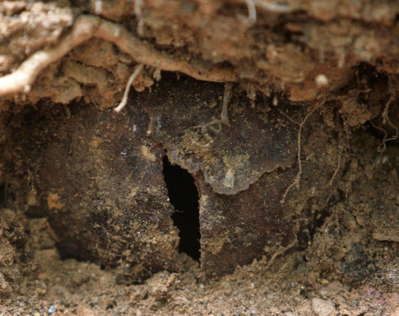 Bức ảnh chụp ngày 2/8/2010 cho thấy một hộp sọ người được cho là của nạn nhân vụ thảm sát.