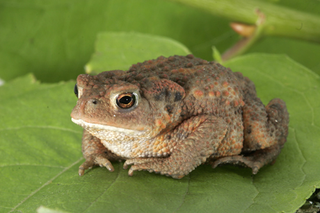 C&oacute;c Bufo bufo. Ảnh: wikimedia.org.
