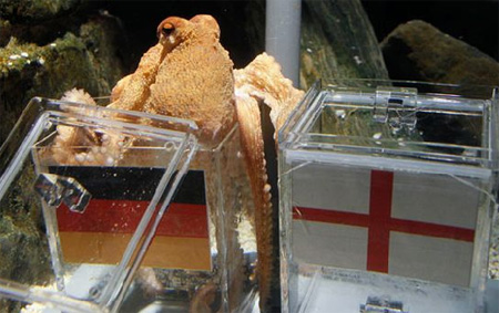 Bạch tuộc Paul chui v&agrave;o hộp nhựa chứa cờ Đức. B&ecirc;n cạnh đ&oacute; l&agrave; hộp nhựa chứa cờ Anh. Ảnh: